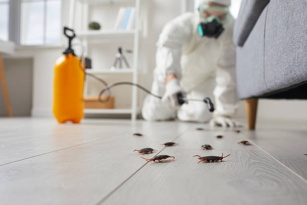 Post-Treatment Bed Bug Interceptor Monitoring in Wantagh